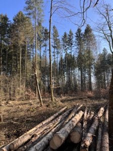 Steuerermäßigung bei Kalamitätsnutzungen im Forst