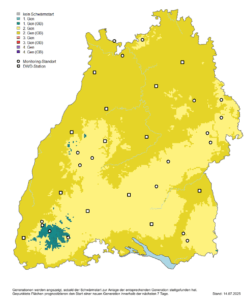 Buchdrucker schwärmt – Wälder kontrollieren!