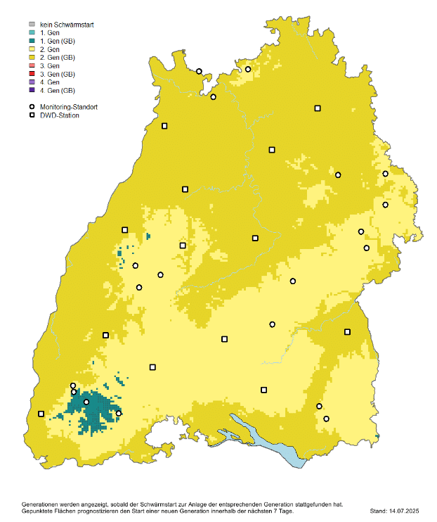 Generationsentwicklung des Buchdruckers 07/2025: Gesamt Baden-Würtemmberg zeigt gelb weitgehend den Schwärflug der zweiten Generation und dunkler auch den ihrer Geschwisterbrut. Nur in den Hochlagen des Schwarzwaldes ist bislang nur die erste Generation ausgeflogen.
