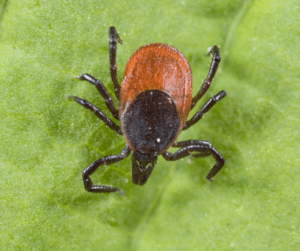 Kleine Blutsauger – ernstes Gesundheitsrisiko