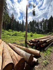 Borkenkäferholz trifft zähen Holzmarkt