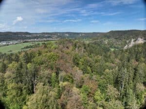 Rekordsommer – Stresstest für unsere Wälder!